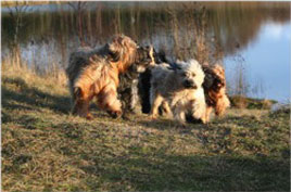 unsere Hunde