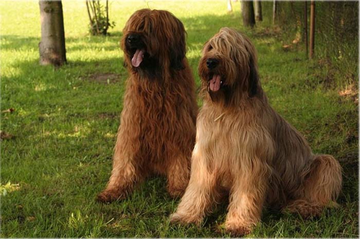 Poupon Romani & Onawa vom Hexenhof