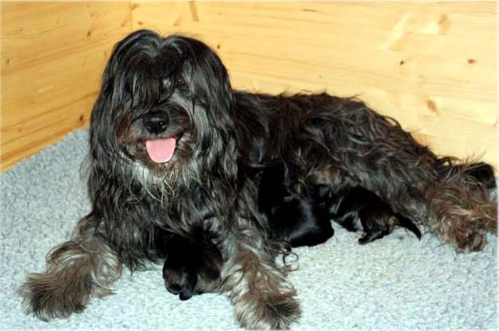 Abraxa Urmel und ihre ersten Babies