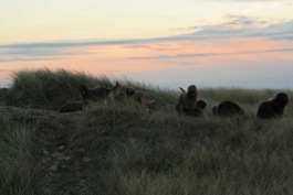 Dünenrennen