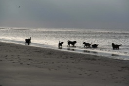 In der Dämmerung am Strand