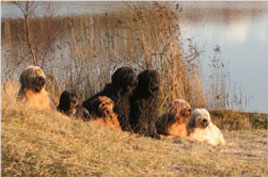 unser Rudel im Dezember 2009