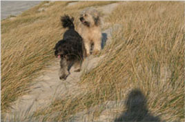 unsere Gossos