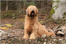 Inschi in Pose