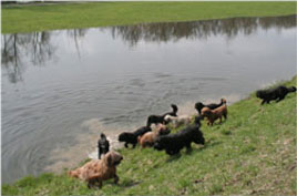 Hexenhunde