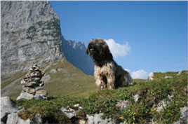 Lasse beim Bergsteigen