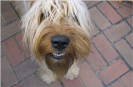 Wer oder was bin ich ... ein Hexenhund