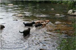 Wasserratten