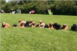 Die Hexenhunde in Vaterstetten