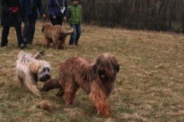 Briard und Gos Freunschaften