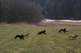 fröhliches Gerenne