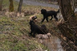 Wasserhunde im Einsatz