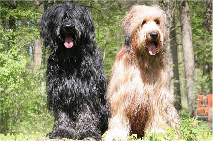 Onawa vom Hexenhof & CH. Elroy d`une Affaire noire